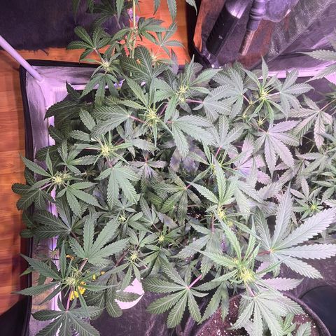 Granddaddy Purple #2 growlog timeline photo
