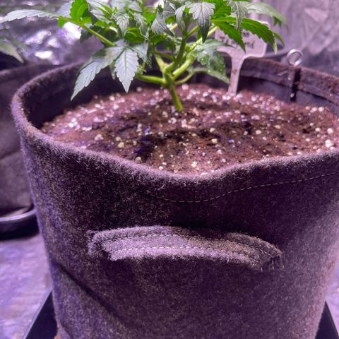 Pineapple Express F1 Hybrid (Zamnesia) growlog timeline photo