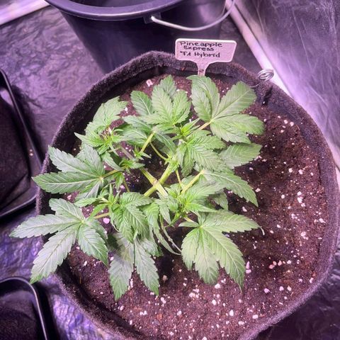 Pineapple Express F1 Hybrid (Zamnesia) growlog timeline photo
