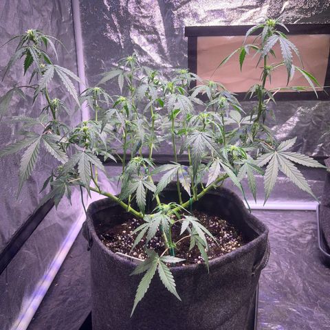 Granddaddy Purple #1 growlog photo: GDP#1 