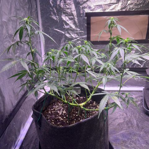 Granddaddy Purple #1 growlog photo: GDP#1 