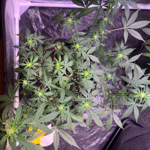 Granddaddy Purple #1 growlog photo: GDP#1 