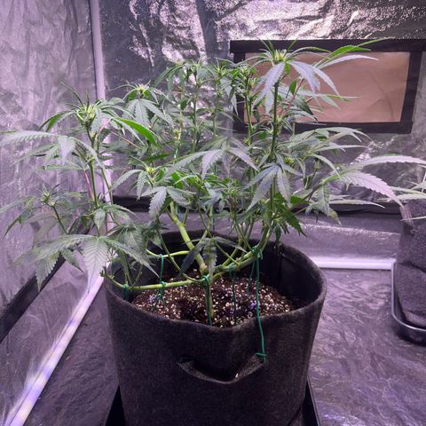 Granddaddy Purple #2 growlog photo: GDP#2