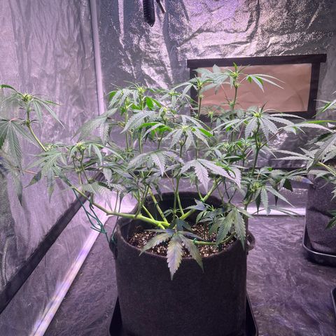 Granddaddy Purple #2 growlog photo: GDP#2