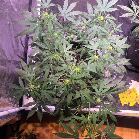 Granddaddy Purple #2 growlog photo: GDP#2