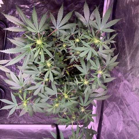Granddaddy Purple #2 growlog photo: GDP#2