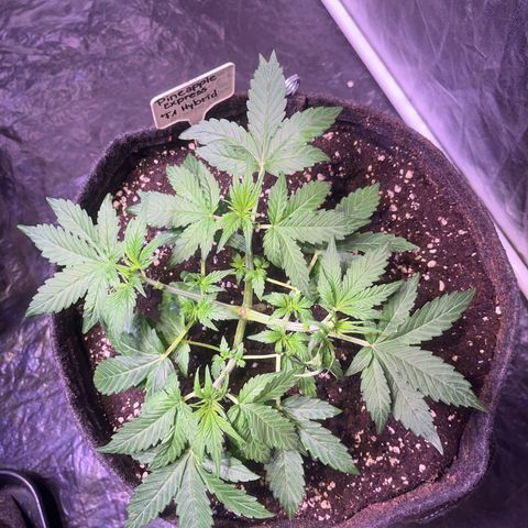 Pineapple Express F1 Hybrid (Zamnesia) growlog timeline photo