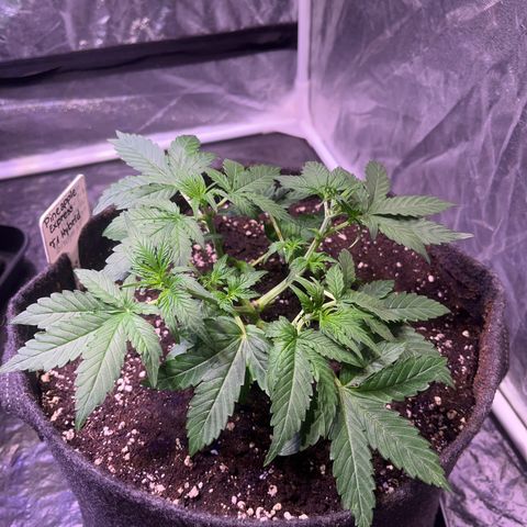 Pineapple Express F1 Hybrid (Zamnesia) growlog timeline photo
