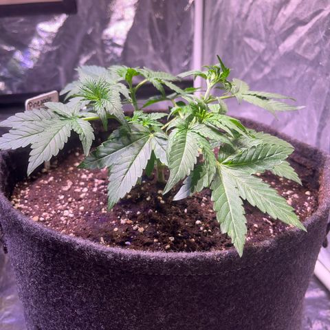 Pineapple Express F1 Hybrid (Zamnesia) growlog timeline photo