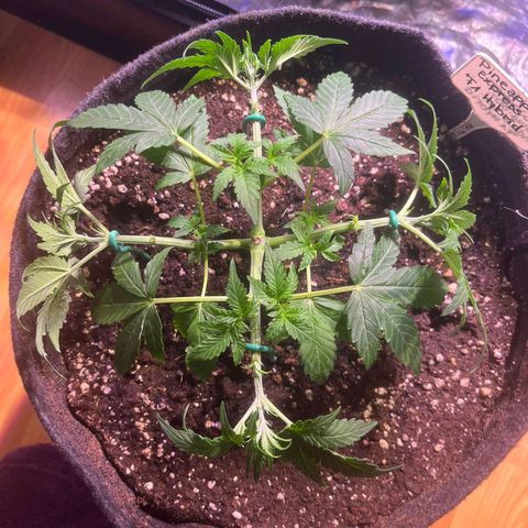 Pineapple Express F1 Hybrid (Zamnesia) growlog timeline photo