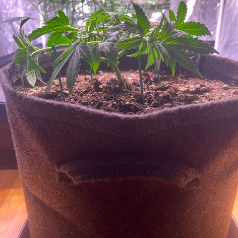 Pineapple Express F1 Hybrid (Zamnesia) growlog timeline photo