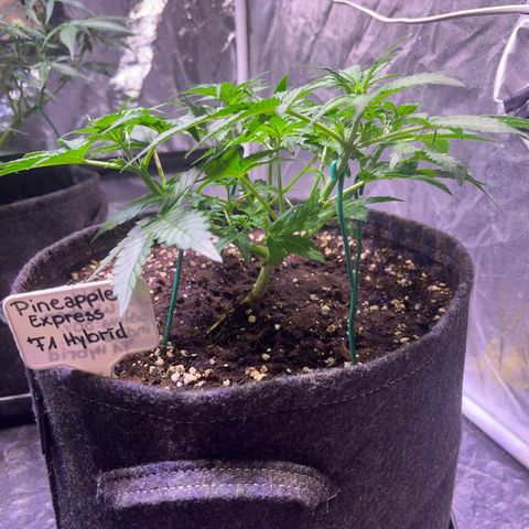 Pineapple Express F1 Hybrid (Zamnesia) growlog timeline photo