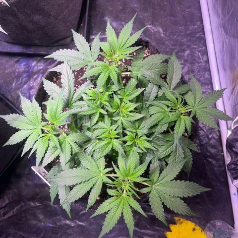 Pineapple Express F1 Hybrid (Zamnesia) growlog timeline photo