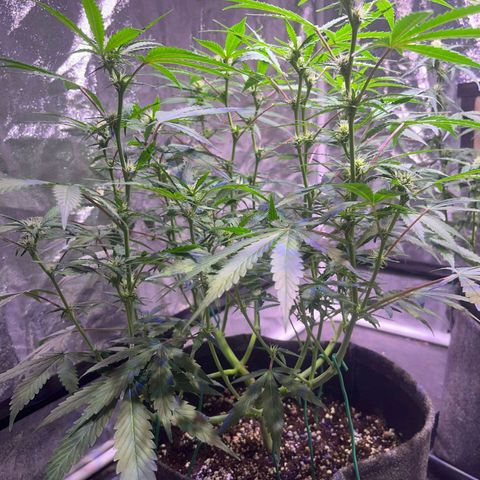 Granddaddy Purple #2 growlog timeline photo