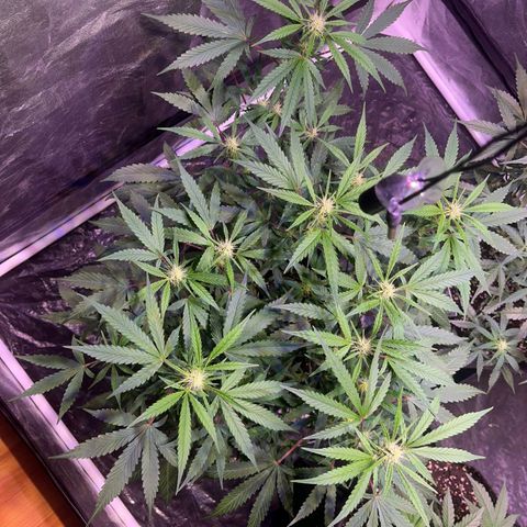 Granddaddy Purple #2 growlog timeline photo