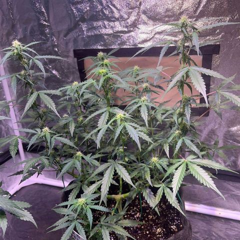 Granddaddy Purple #1 growlog timeline photo