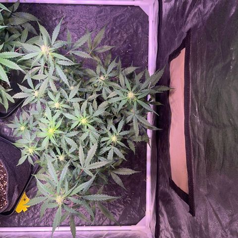 Granddaddy Purple #1 growlog timeline photo