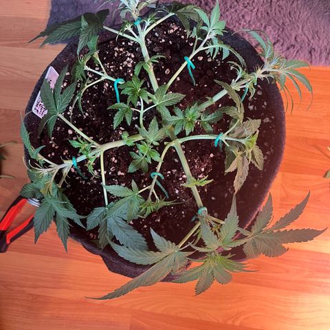Pineapple Express F1 Hybrid (Zamnesia) growlog timeline photo
