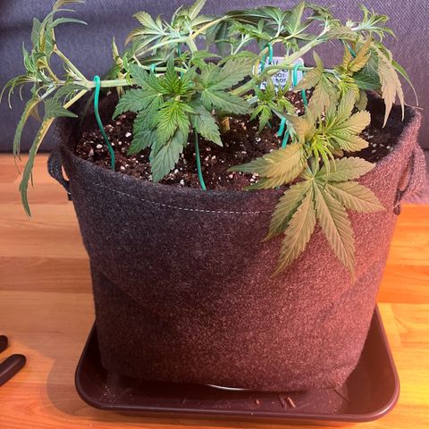 Pineapple Express F1 Hybrid (Zamnesia) growlog timeline photo