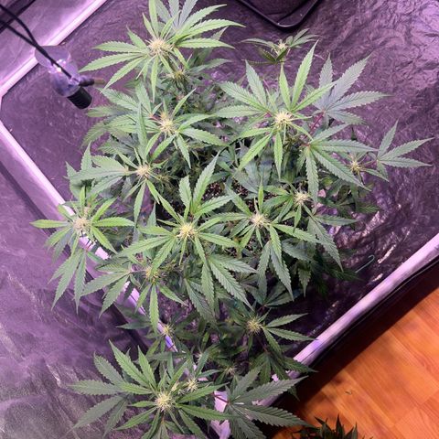 Granddaddy Purple #2 growlog timeline photo