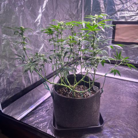 Granddaddy Purple #2 growlog timeline photo