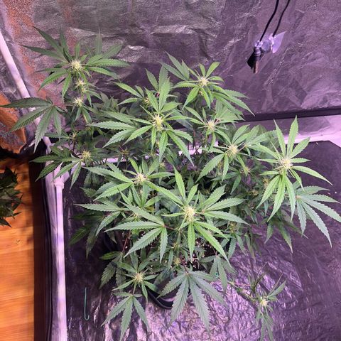 Granddaddy Purple #2 growlog timeline photo