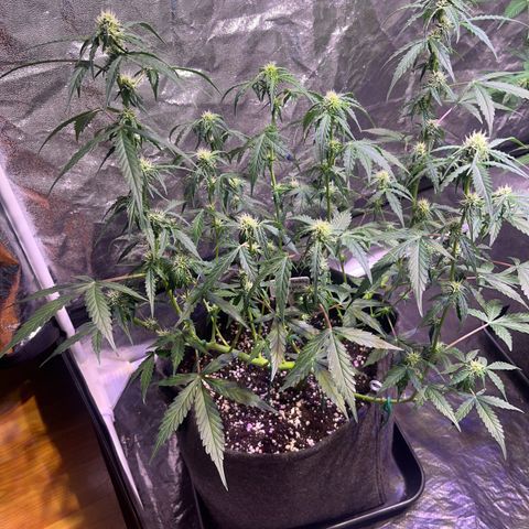 Granddaddy Purple #1 growlog timeline photo