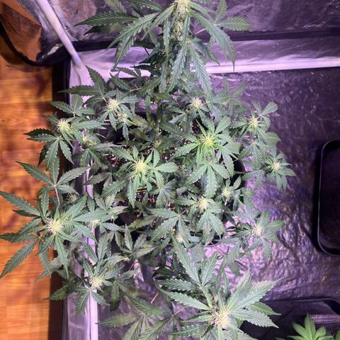 Granddaddy Purple #1 growlog timeline photo