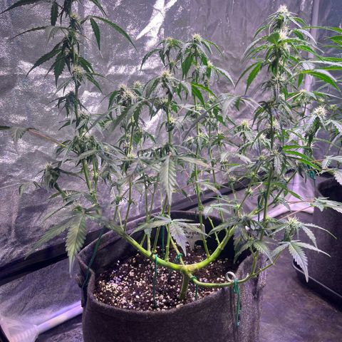 Granddaddy Purple #1 growlog timeline photo