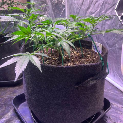 Pineapple Express F1 Hybrid (Zamnesia) growlog timeline photo