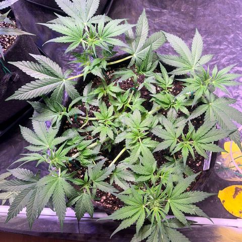 Pineapple Express F1 Hybrid (Zamnesia) growlog timeline photo