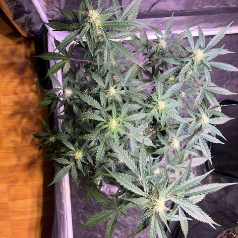 Granddaddy Purple #1 growlog timeline photo