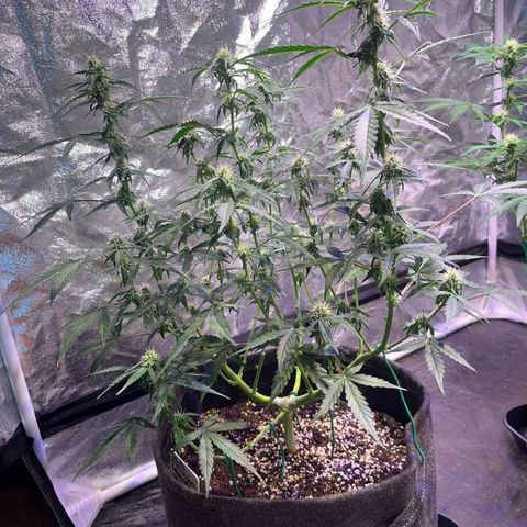 Granddaddy Purple #1 growlog timeline photo