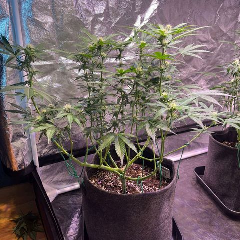 Granddaddy Purple #2 growlog timeline photo
