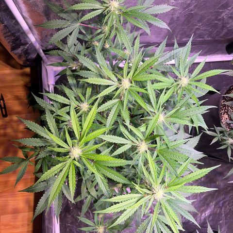 Granddaddy Purple #2 growlog timeline photo