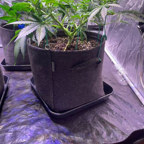 Pineapple Express F1 Hybrid (Zamnesia) growlog timeline photo