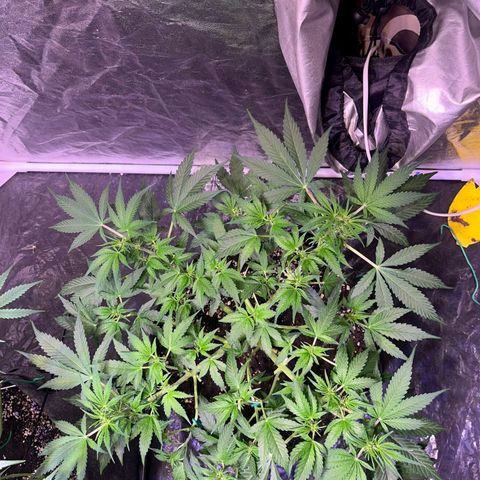 Pineapple Express F1 Hybrid (Zamnesia) growlog timeline photo