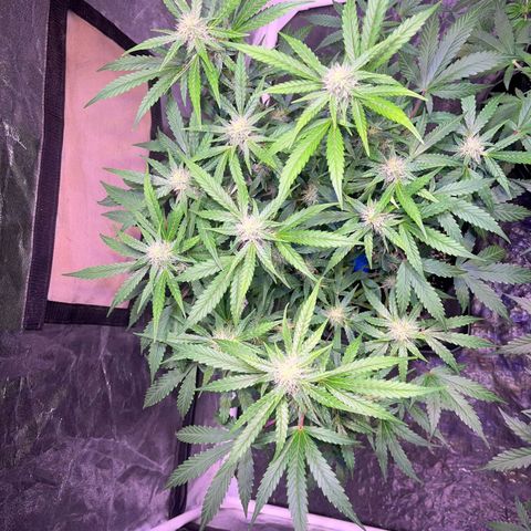 Granddaddy Purple #2 growlog timeline photo
