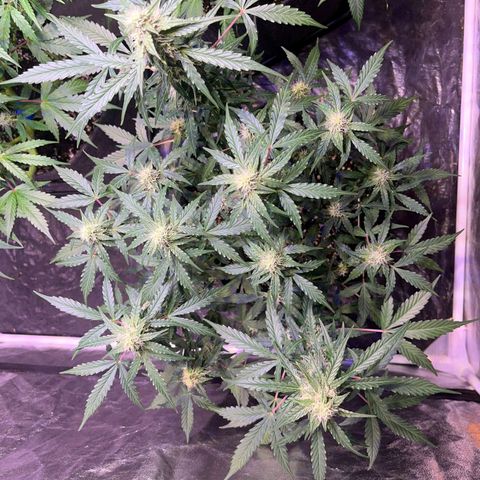 Granddaddy Purple #1 growlog timeline photo