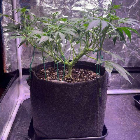 Pineapple Express F1 Hybrid (Zamnesia) growlog timeline photo