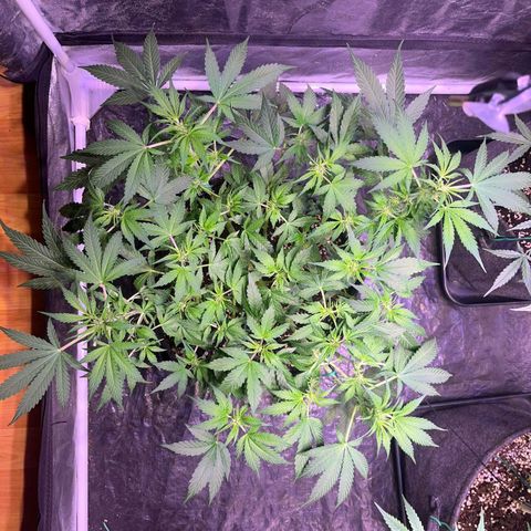 Pineapple Express F1 Hybrid (Zamnesia) growlog timeline photo