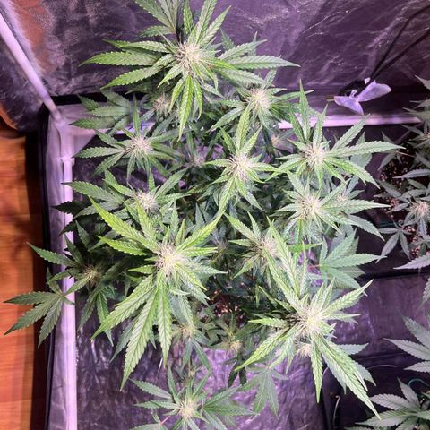 Granddaddy Purple #2 growlog timeline photo