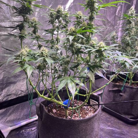Granddaddy Purple #2 growlog timeline photo