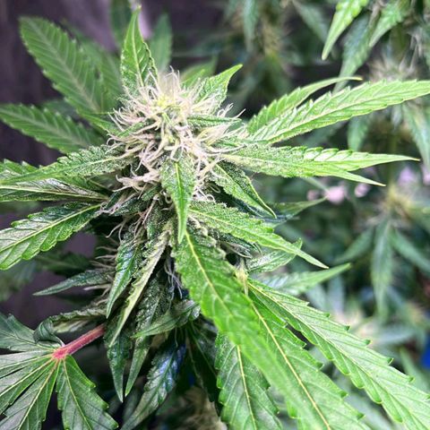 Granddaddy Purple #2 growlog timeline photo