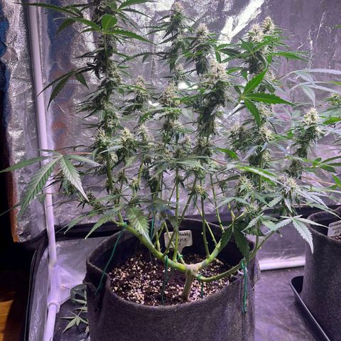 Granddaddy Purple #1 growlog timeline photo