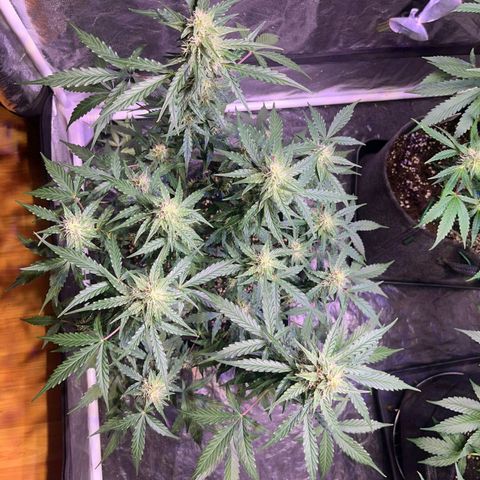 Granddaddy Purple #1 growlog timeline photo