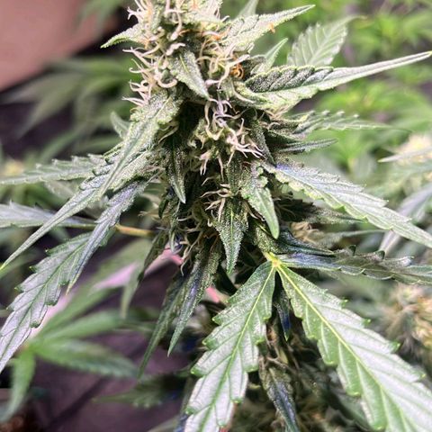 Granddaddy Purple #1 growlog timeline photo