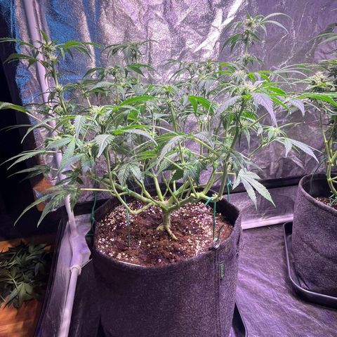 Pineapple Express F1 Hybrid (Zamnesia) growlog timeline photo