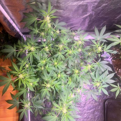 Pineapple Express F1 Hybrid (Zamnesia) growlog timeline photo