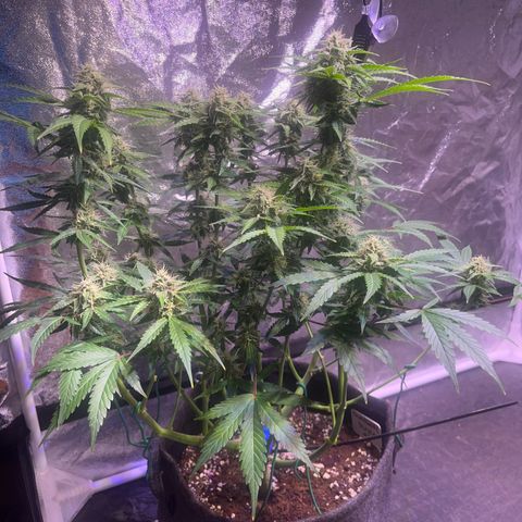 Granddaddy Purple #2 growlog timeline photo